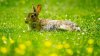 hase.jpg